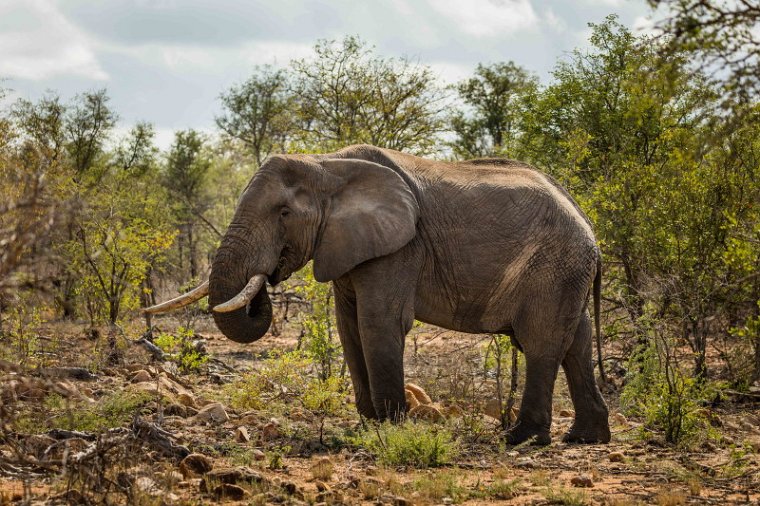 064 Kruger National Park, olifant.jpg